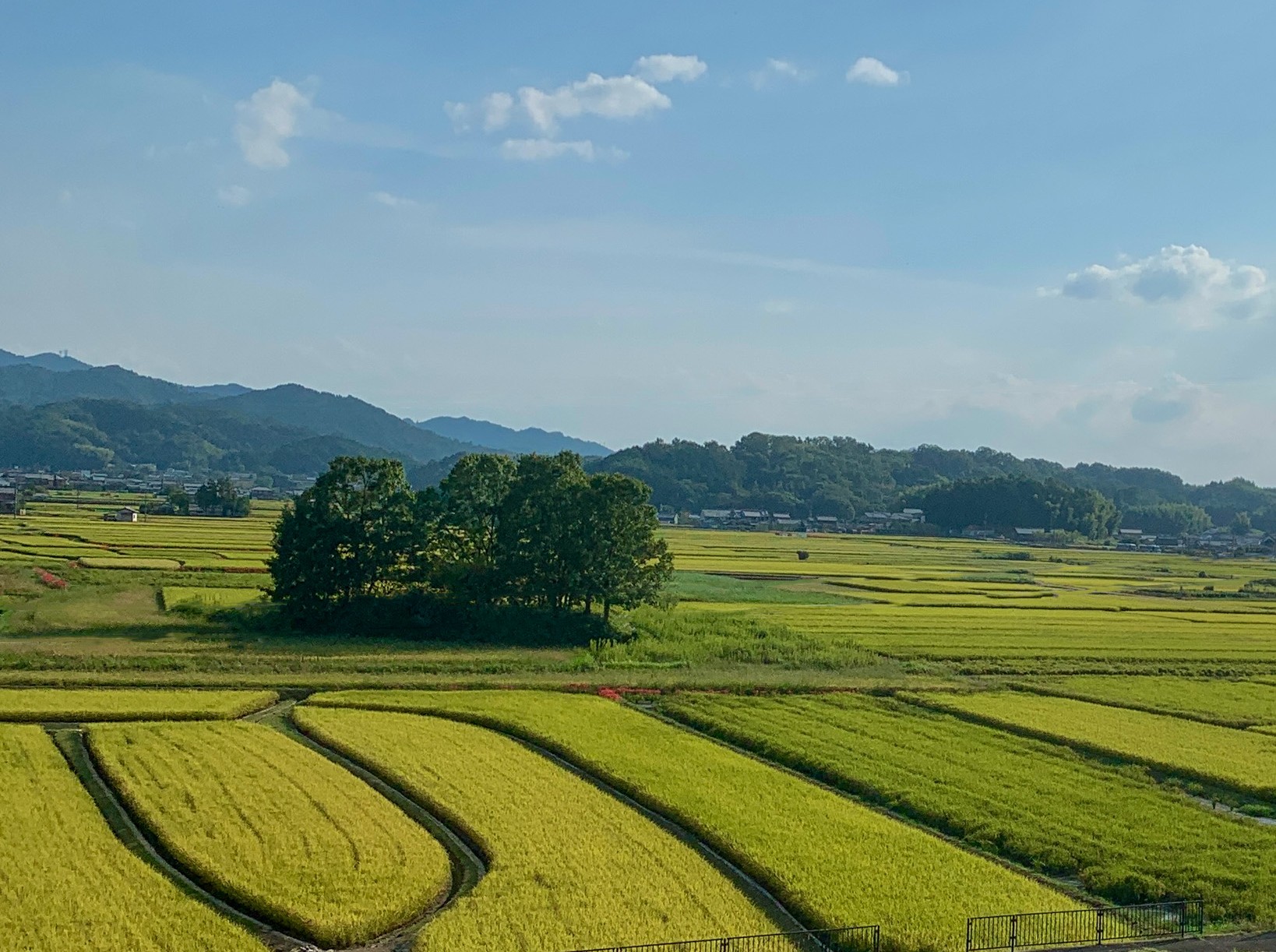 飛鳥の田んぼの写真