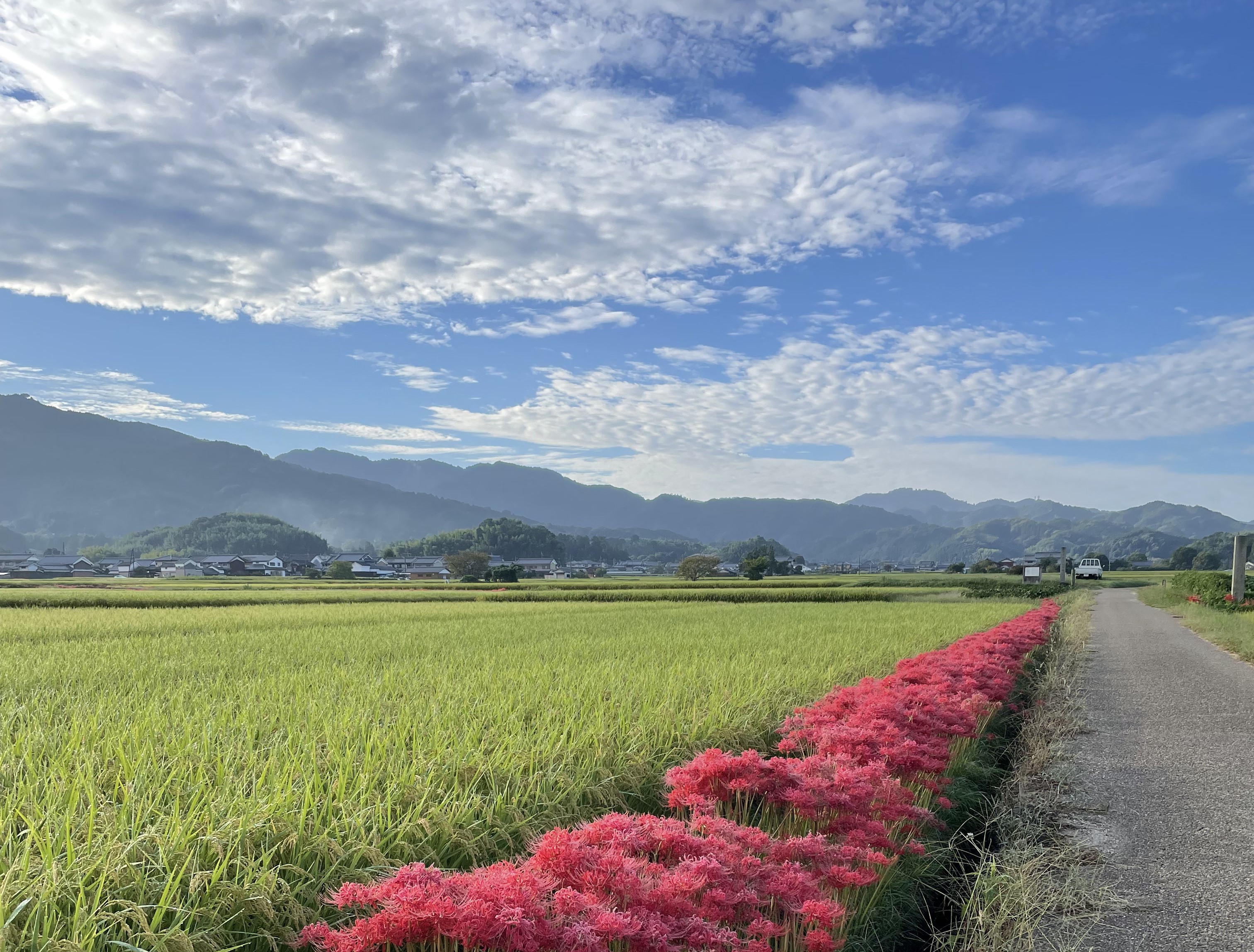 青空と田んぼと彼岸花の写真