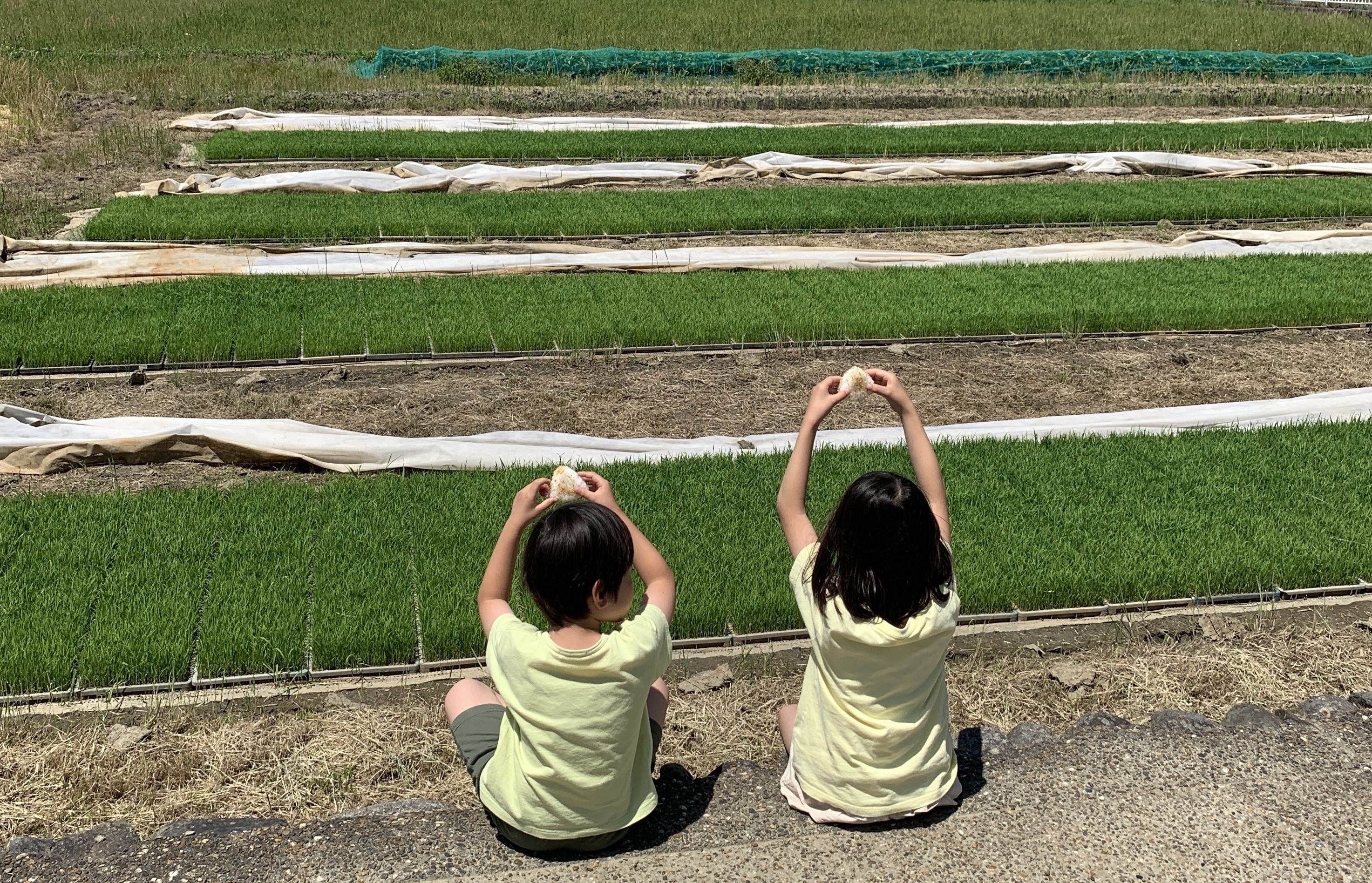 子どもと苗代の写真