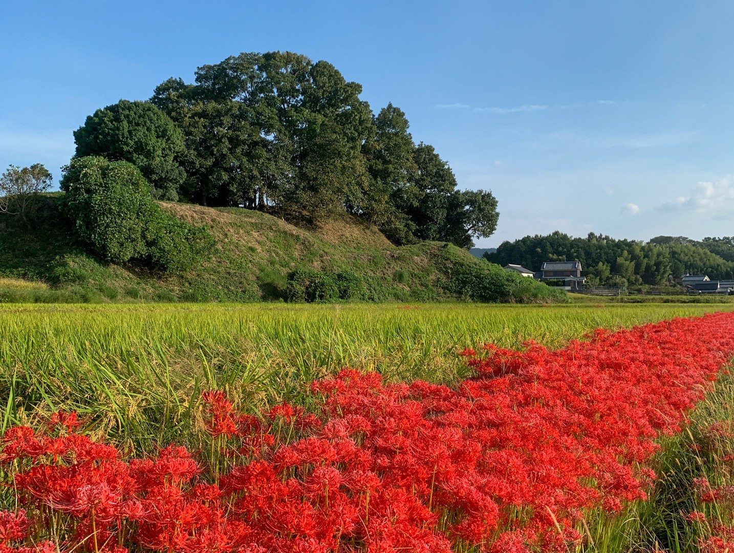 彼岸花と田んぼの写真