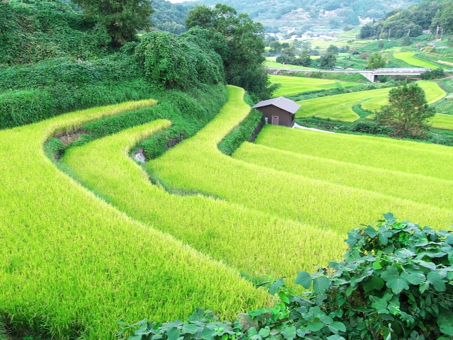棚田の写真