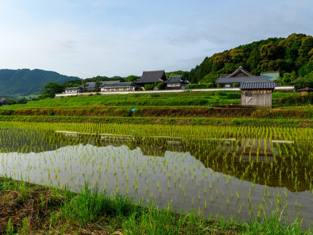橘寺と田んぼの写真